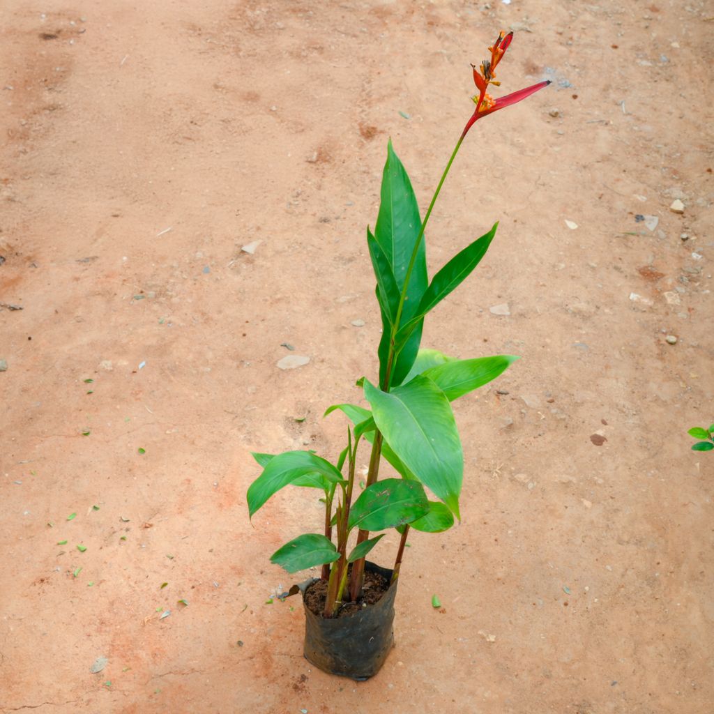 Buy Heliconia Red (~ 2 Ft) in 5 Inch Nursery Bag Online | Urvann.com Heliconia Red (~ 2 Ft) in 5 Inch Nursery Bag