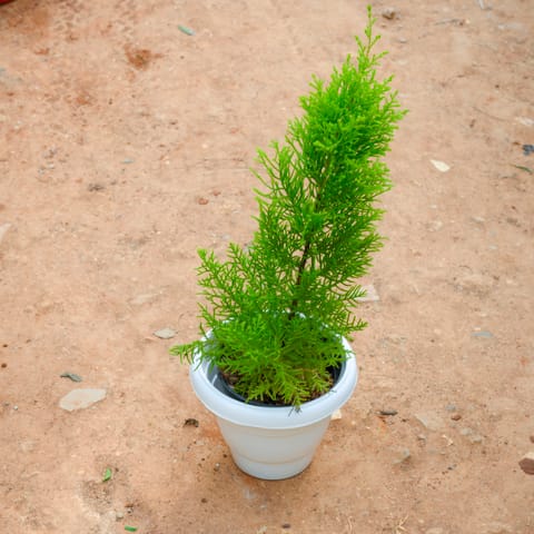 Golden Cypress in 8 Inch White Classy Plastic Pot