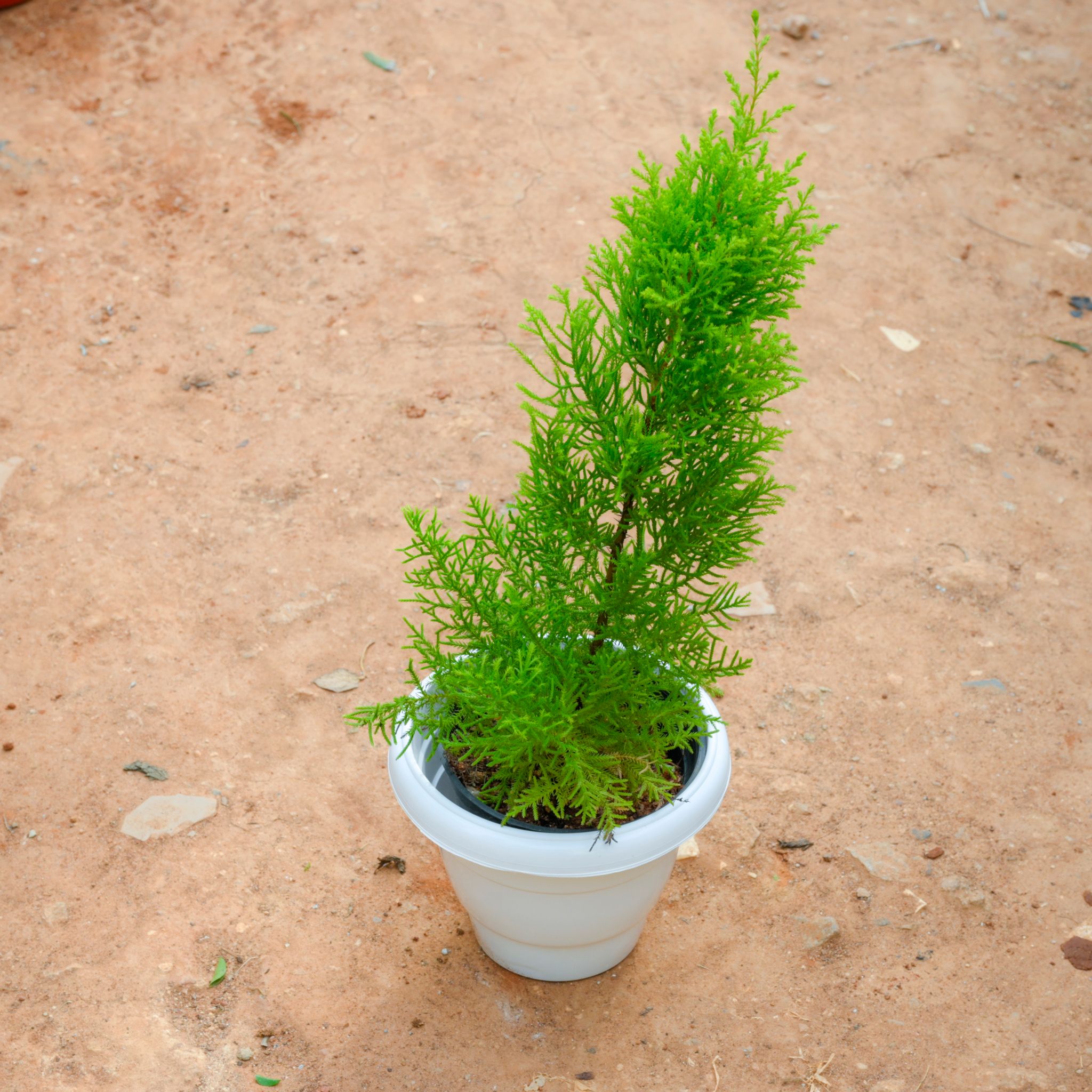 Golden Cypress in 8 Inch White Classy Plastic Pot