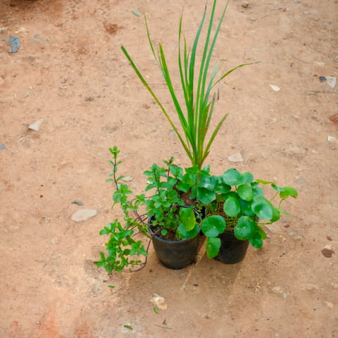 Set Of 3 - Mint, Brahmi Dollar & Lemon Grass in 4 Inch Nursery Pot