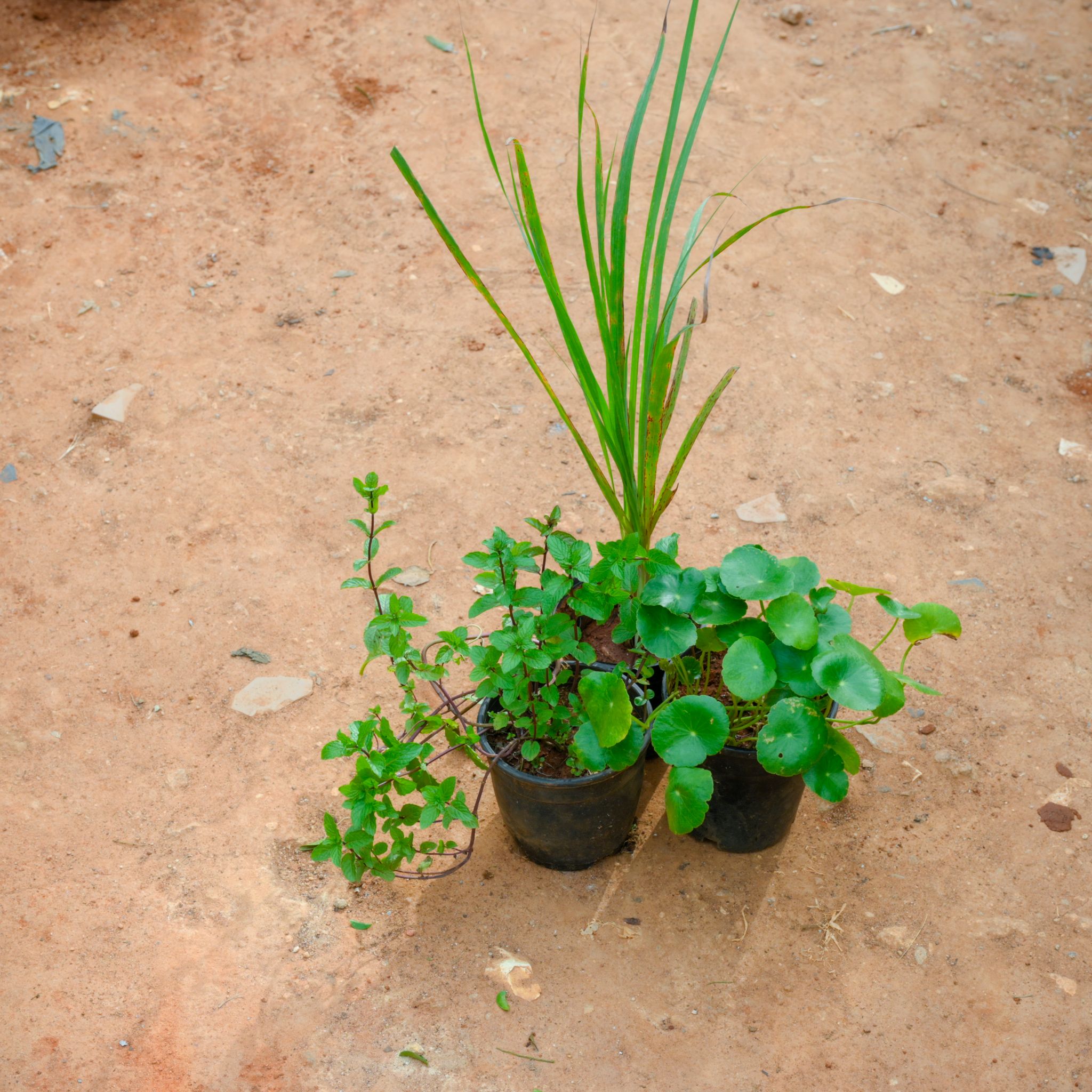 Set Of 3 - Mint, Brahmi Dollar & Lemon Grass in 4 Inch Nursery Pot