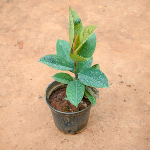 Rubber Green in 6 Inch Nursery Pot