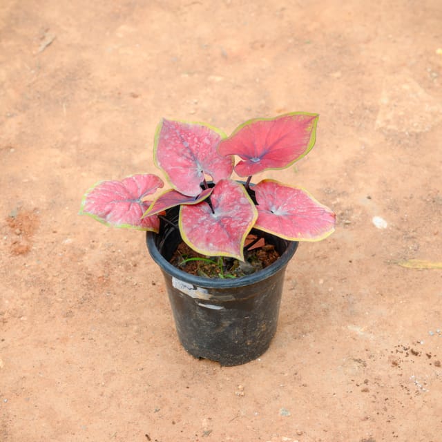 Caladium / Heart Of Jesus Red Tip in 4 Inch Nursery Pot