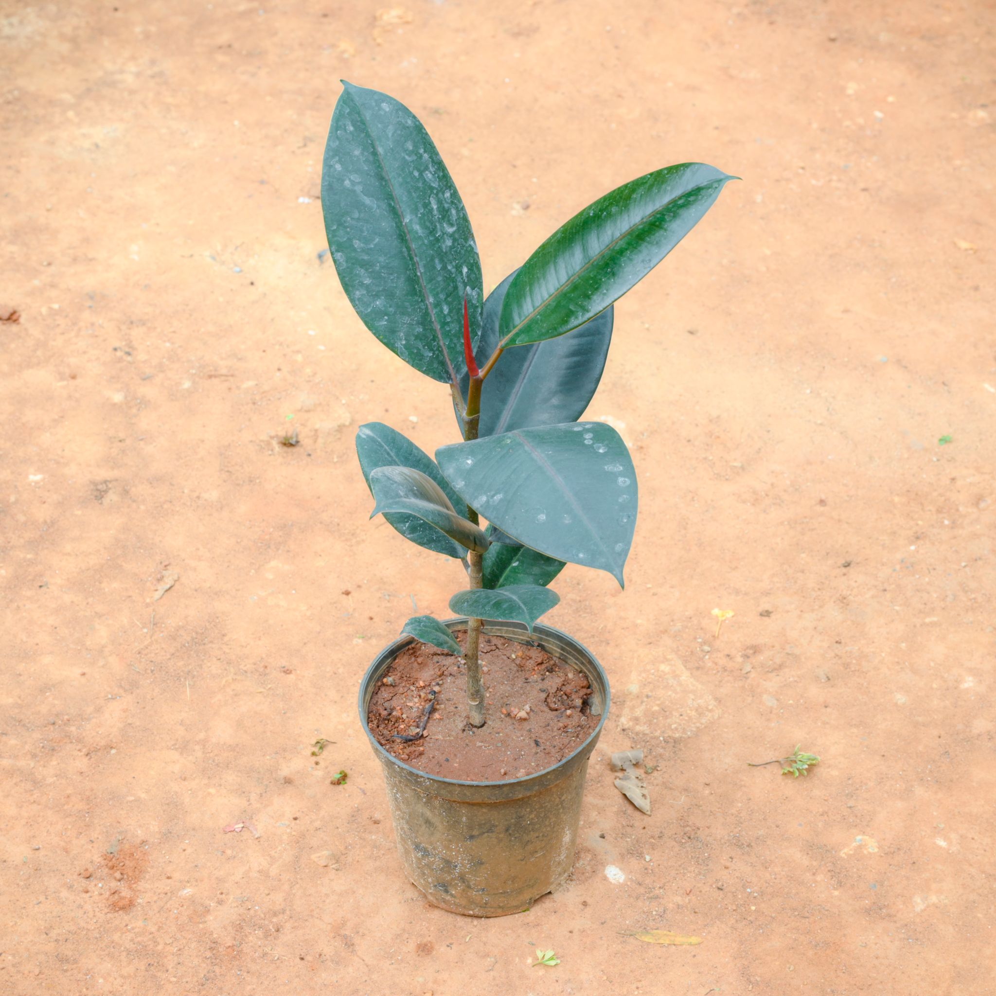 Rubber Black in 6 Inch Nursery Pot
