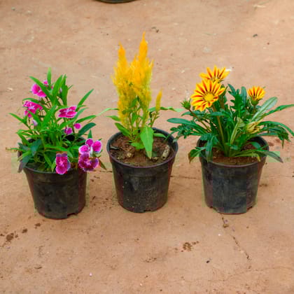 Buy Set Of 3 - Dianthus, Celosia & Gazania (Any Colour) in 4 Inch Nursery Pot Online | Urvann.com