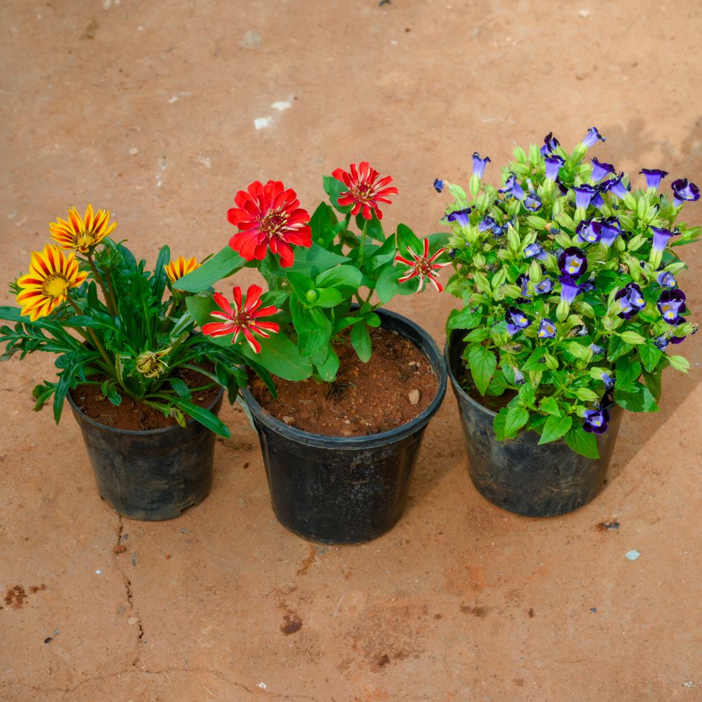 Buy Set Of 3 - Gazania, Zinnia & Torenia (Any Colour) in 4 Inch Nursery Pot Online | Urvann.com Set Of 3 - Gazania, Zinnia & Torenia (Any Colour) in 4 Inch Nursery Pot