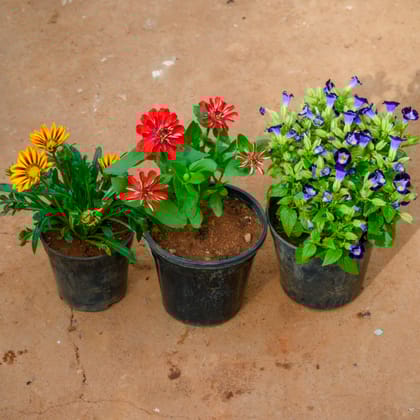 Buy Set Of 3 - Gazania, Zinnia & Torenia (Any Colour) in 4 Inch Nursery Pot Online | Urvann.com