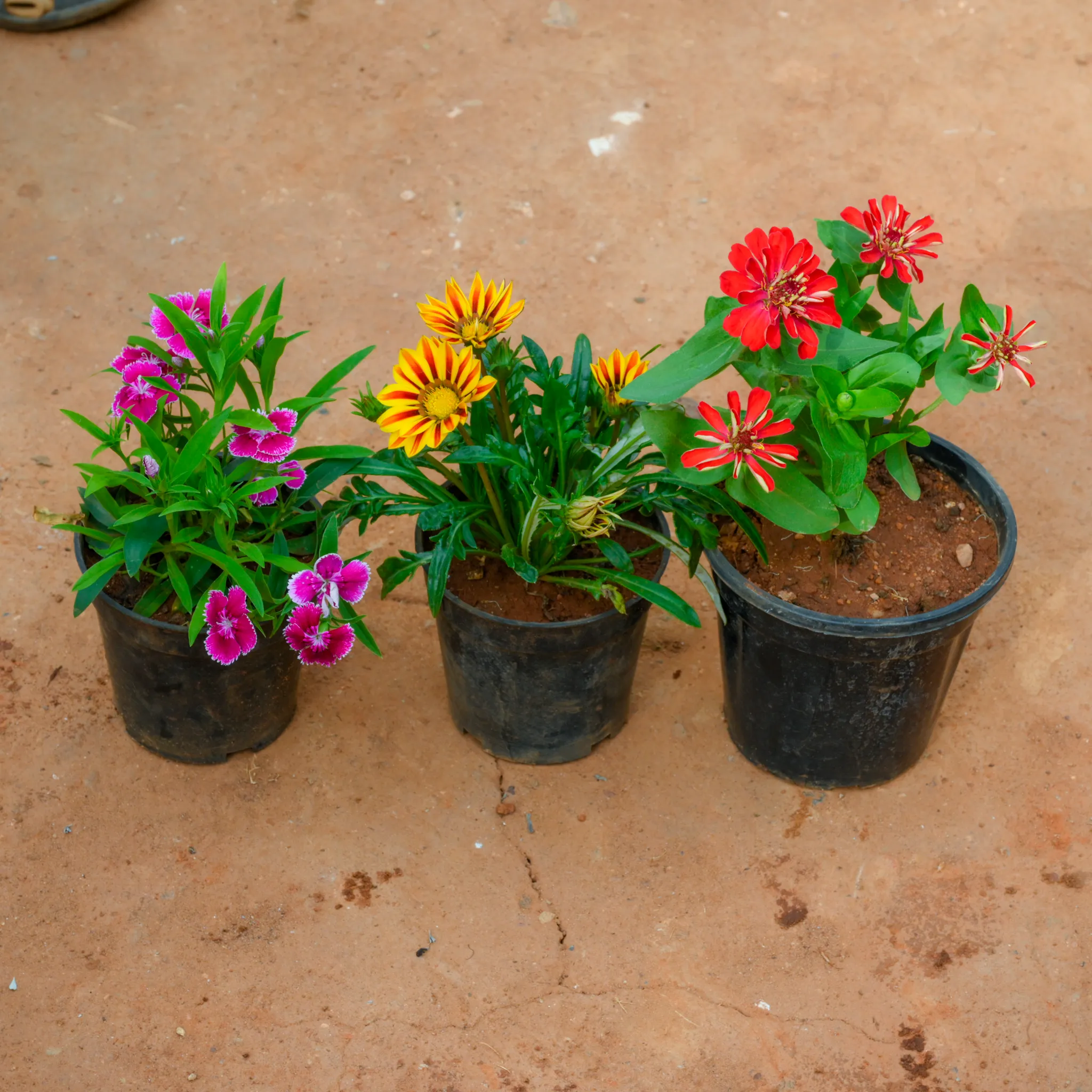 Set Of 3 - Dianthus, Zinnia & Gazania (Any Colour) in 4 Inch Nursery Pot