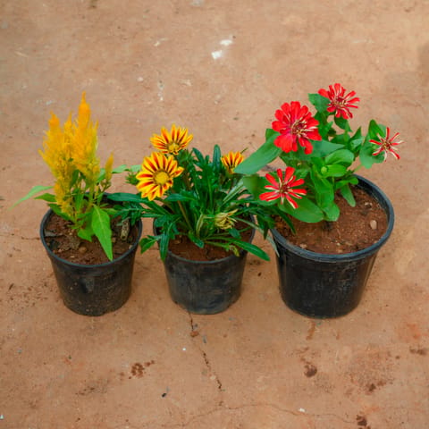 Set Of 3 - Zinnia, Celosia & Gazania (Any Colour) in 4 Inch Live Plant Nursery Pot
