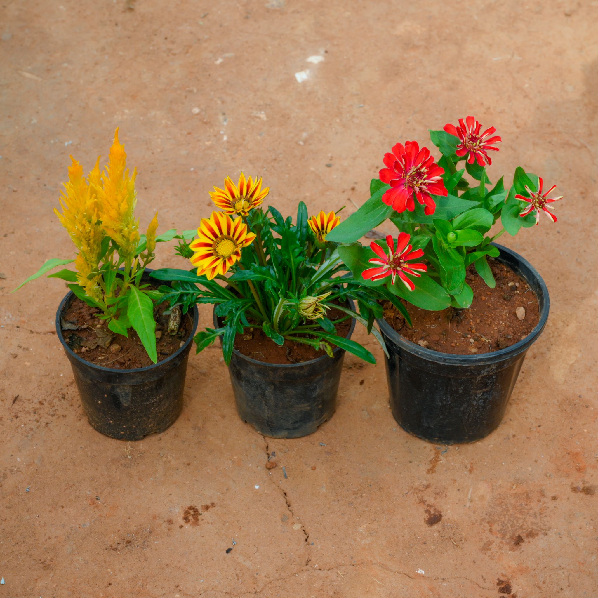 Set Of 3 - Zinnia, Celosia & Gazania (Any Colour) in 4 Inch Nursery Pot