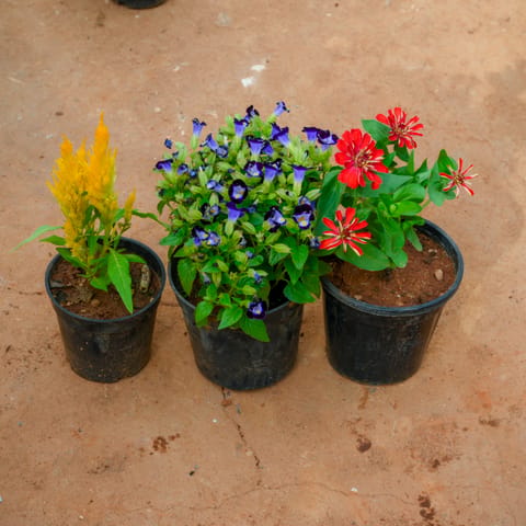 Set Of 3 - Celosia, Torenia & Zinnia (Any Colour) in 4 Inch Live Plant Nursery Pot