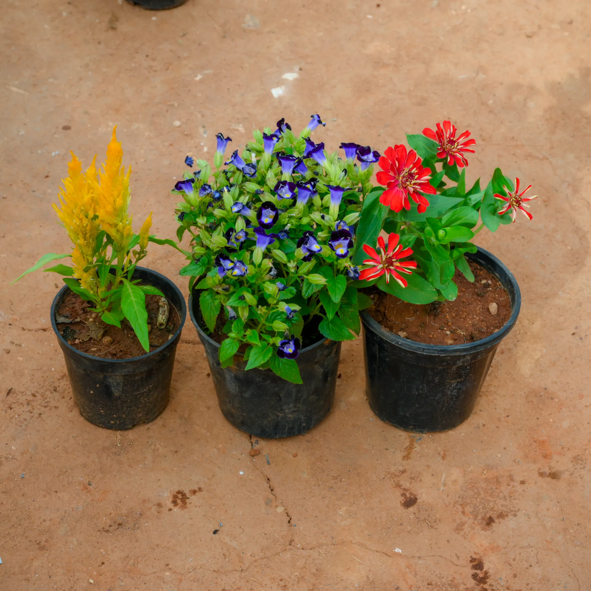 Set Of 3 - Celosia, Torenia & Zinnia (Any Colour) in 4 Inch Nursery Pot