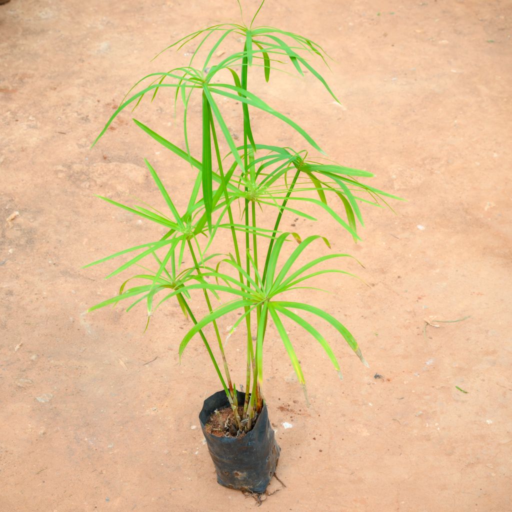 Buy Umbrella Palm (~ 1 Ft) in 4 Inch Nursery Pot Online | Urvann.com Umbrella Palm (~ 1 Ft) in 4 Inch Nursery Pot