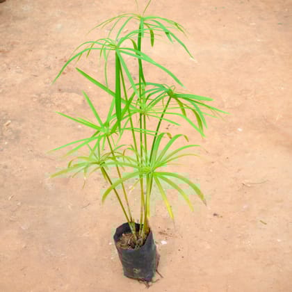 Buy Umbrella Palm (~ 1 Ft) in 4 Inch Nursery Pot Online | Urvann.com