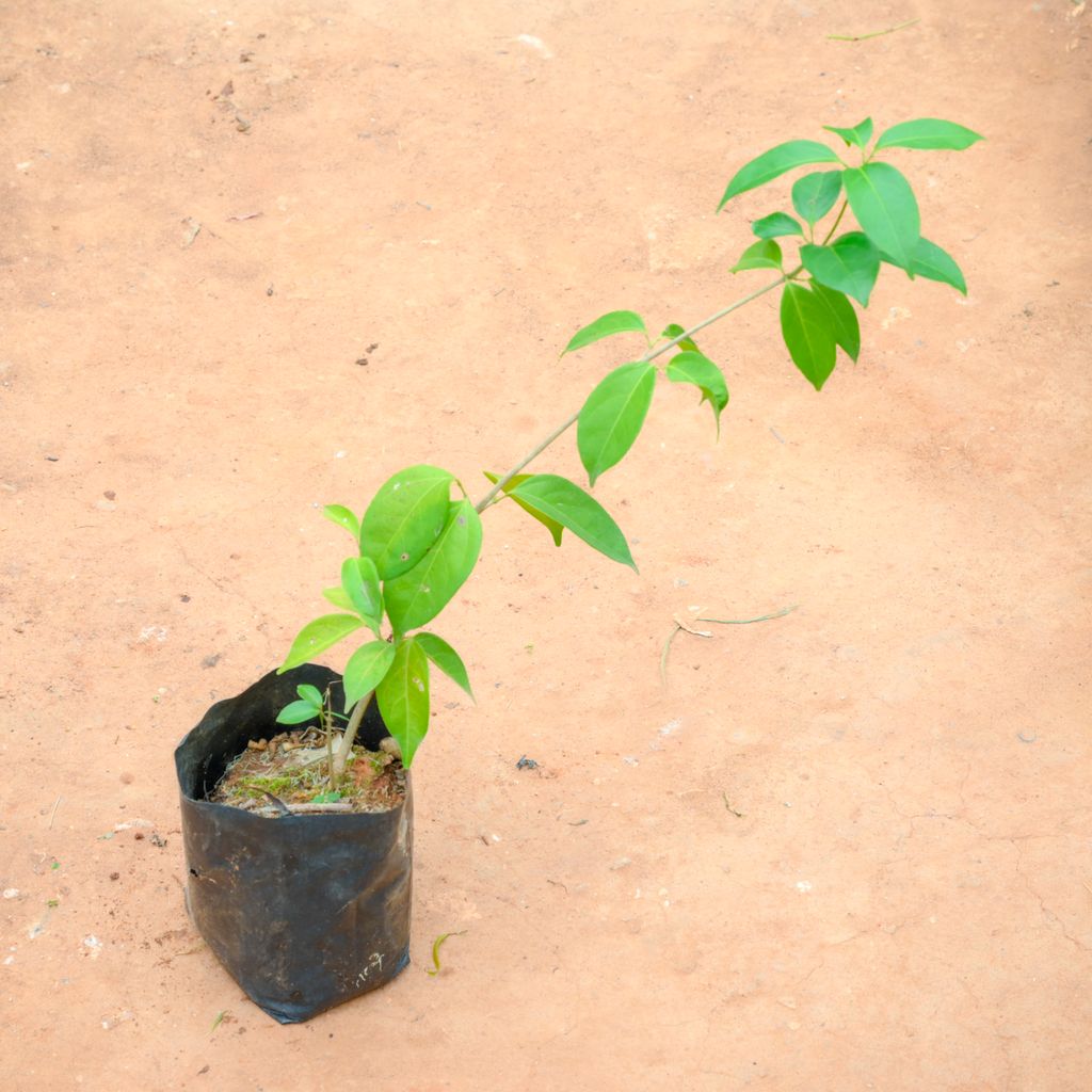 Buy Lahsun Bel / Garlic Vine in 4 Inch Nursery Bag Online | Urvann.com Lahsun Bel / Garlic Vine in 4 Inch Nursery Bag