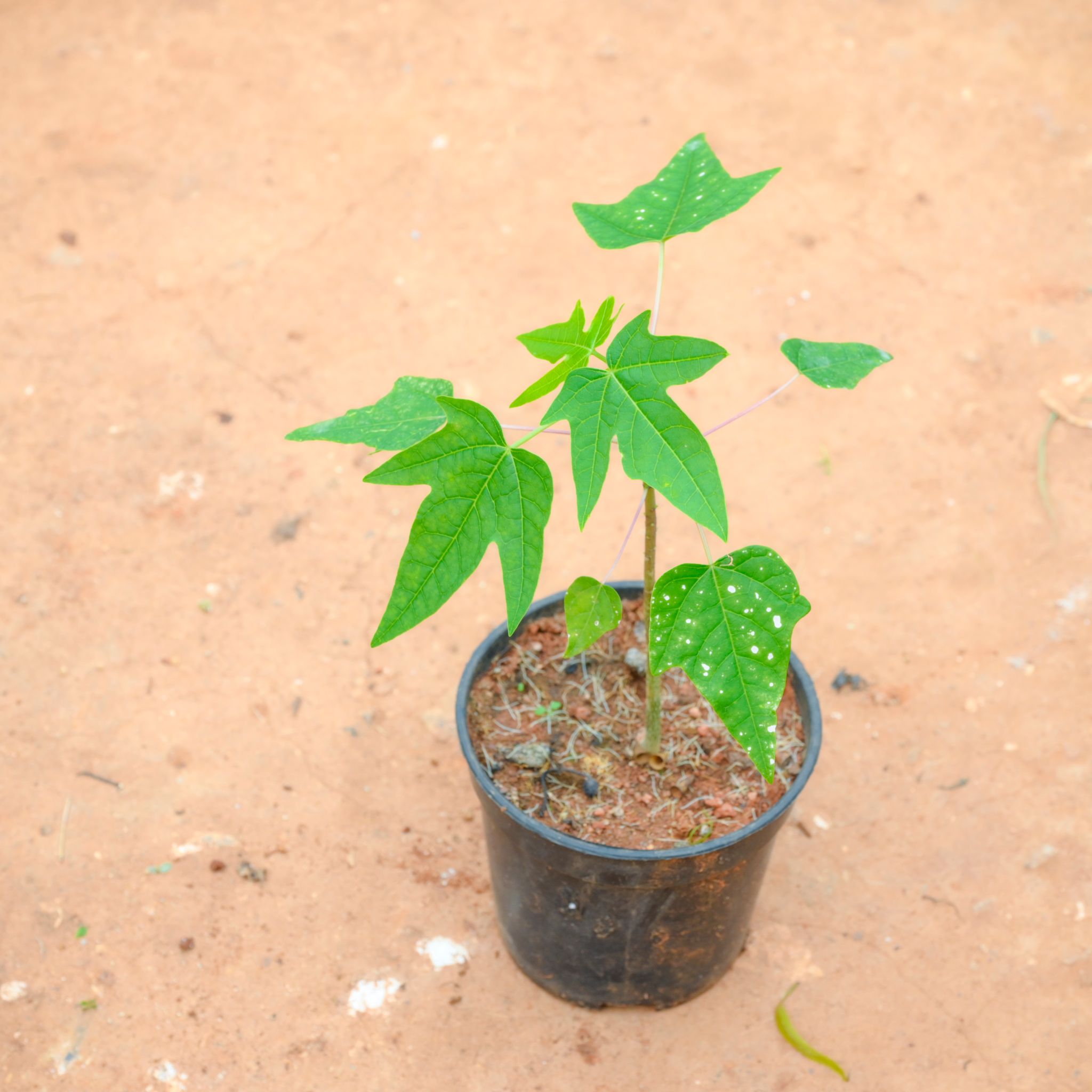 Papaya / Papita in 4 Inch Nursery Pot