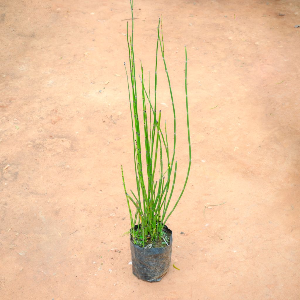 Water Bamboo in 4 Inch Nursery Bag