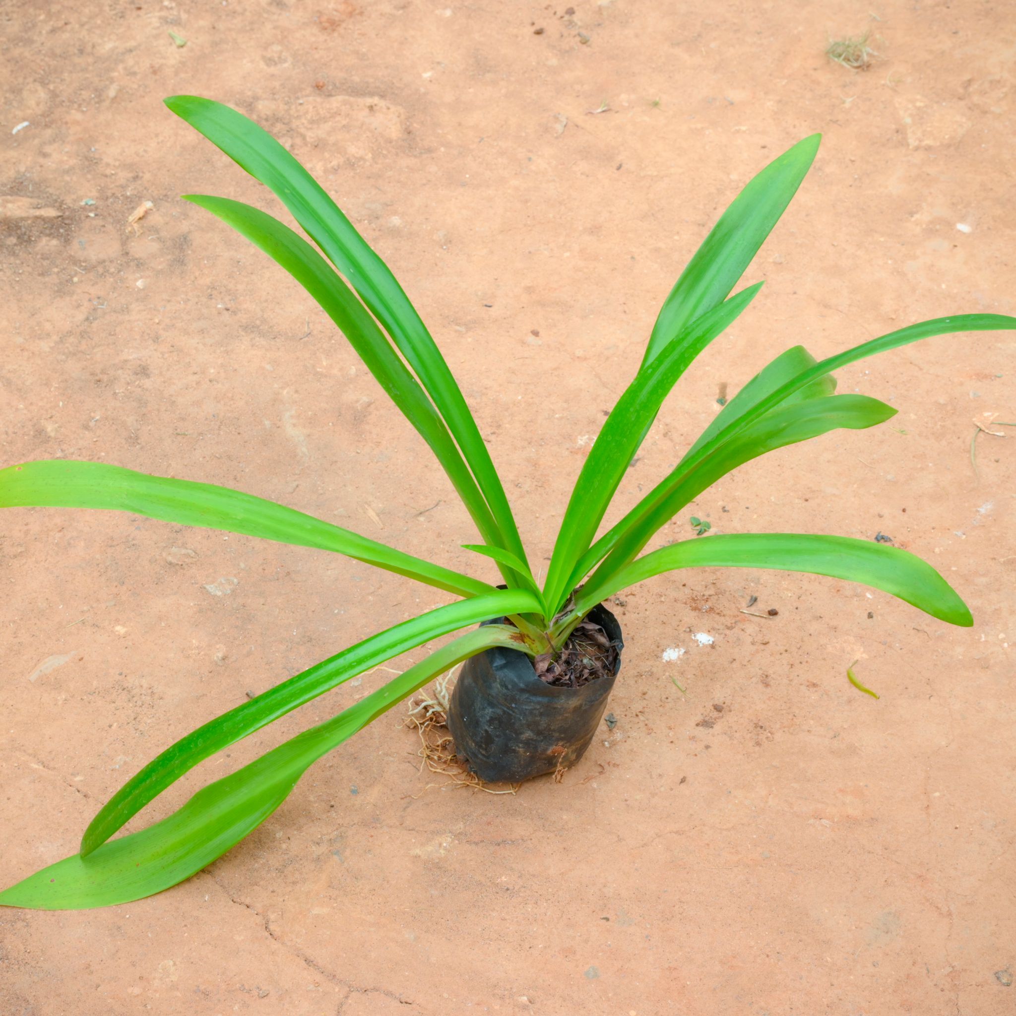 Spider Lily in 4 Inch Nursery Bag