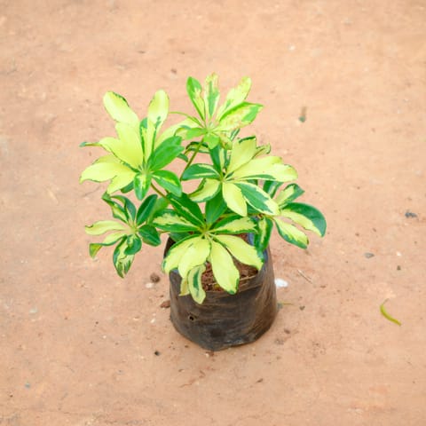 Schefflera Variegated in 4 Inch Nursery Bag