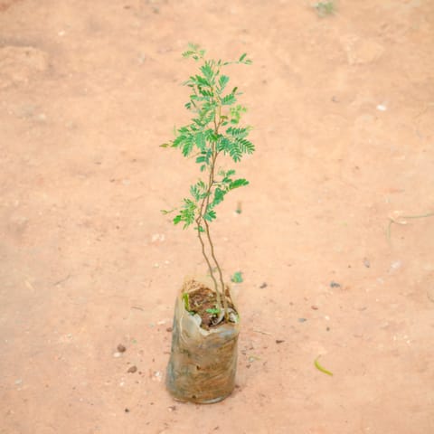 Holy Shami in 3 Inch Nursery Bag