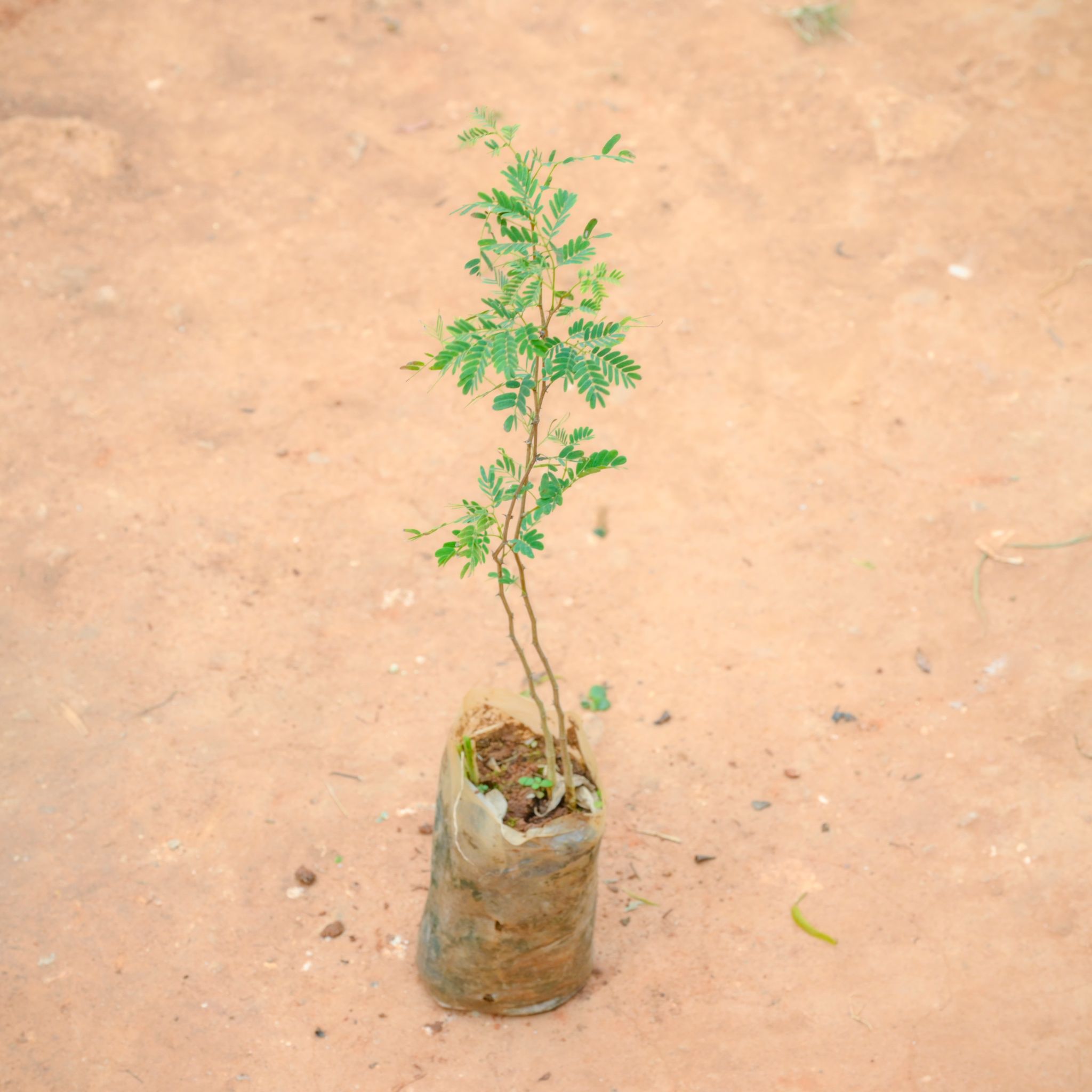 Holy Shami in 3 Inch Nursery Bag