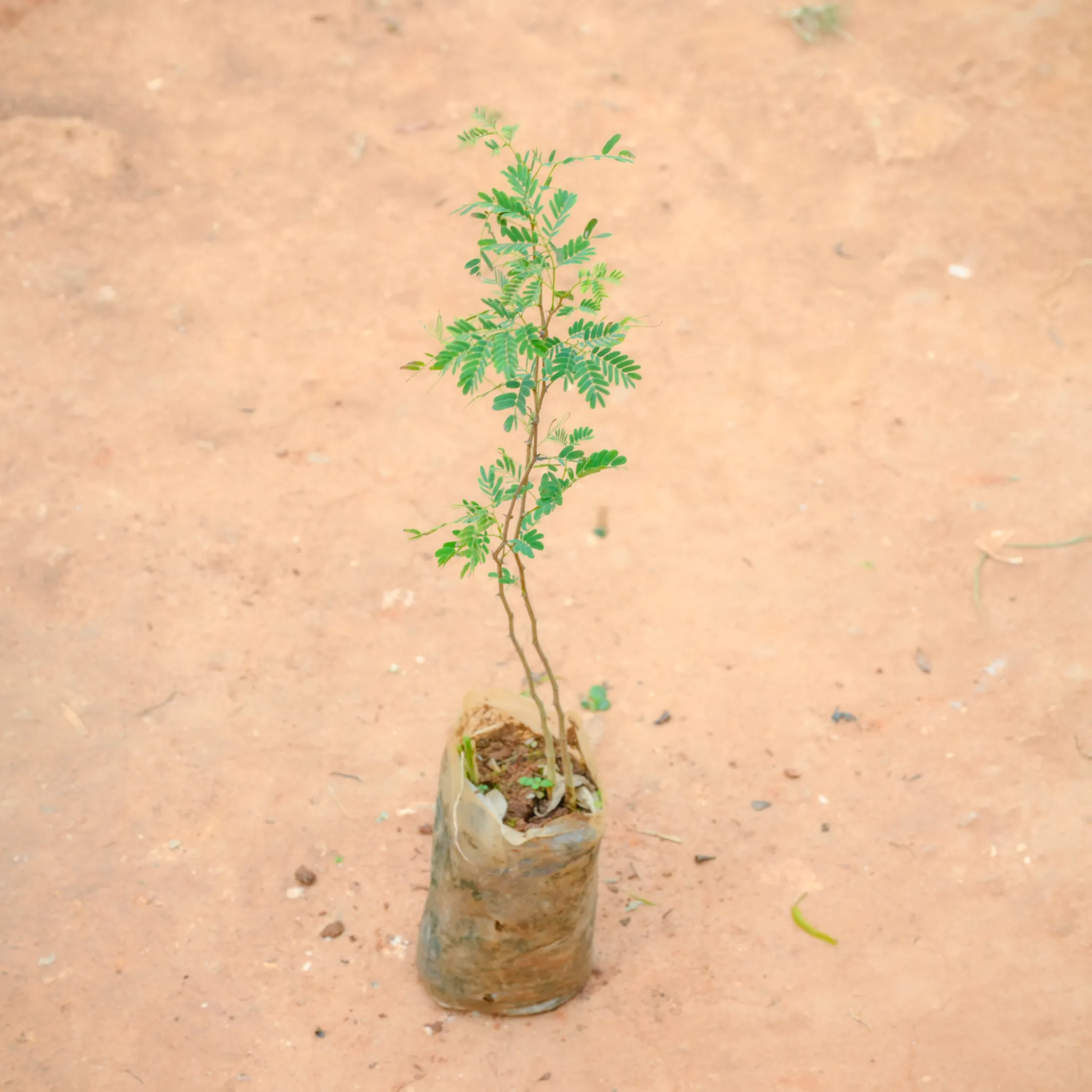 Holy Shami in 3 Inch Nursery Bag