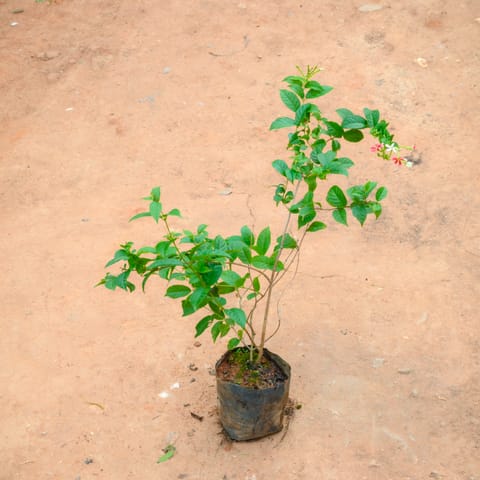 Madhu Malti / Rangoon Creeper in 4 Inch Nursery Bag