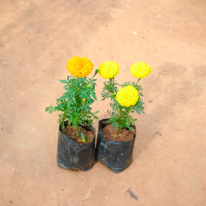 Buy Set Of 2 - Marigold / Genda (Any Colour) in 4 Inch Nursery Bag Online | Urvann.com