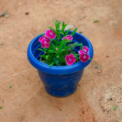 Buy Dianthus (Any Colour) in 8 Inch Blue Classy Plastic Pot Online | Urvann.com