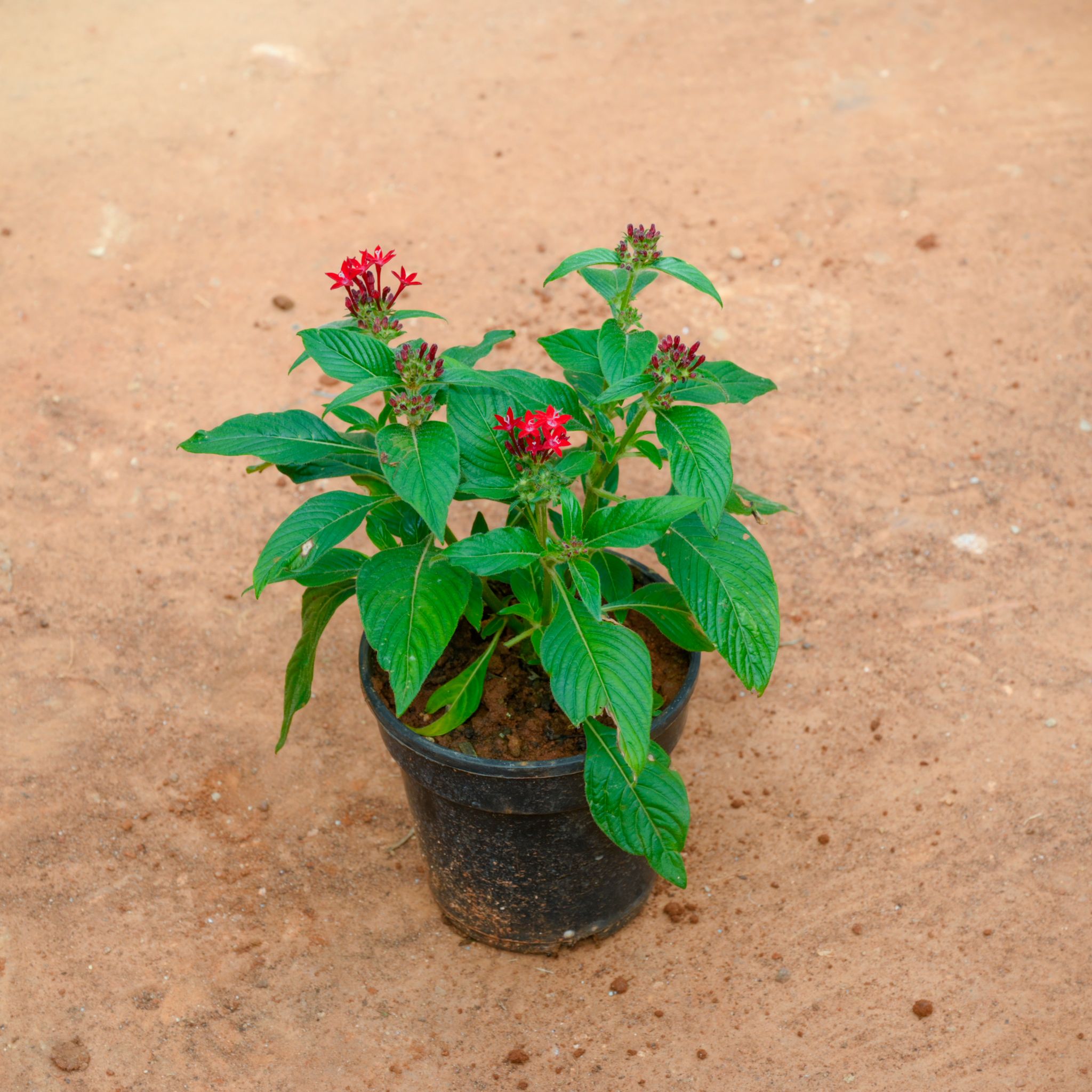 Pentas Red in 5 Inch Nursery Pot