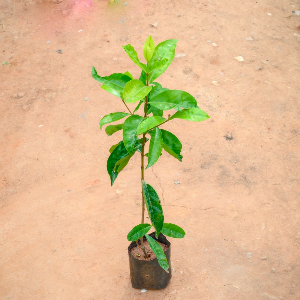 Buy Ixora (Any Colour) in 5 Inch Nursery Bag Online | Urvann.com Ixora (Any Colour) in 5 Inch Nursery Bag