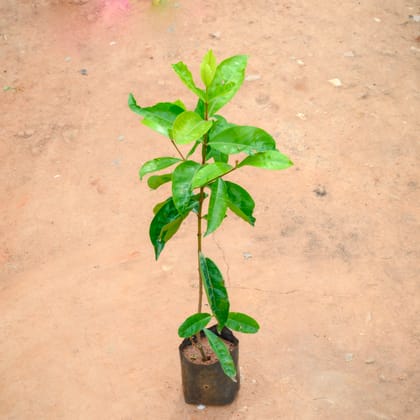Buy Ixora (Any Colour) in 5 Inch Nursery Bag Online | Urvann.com