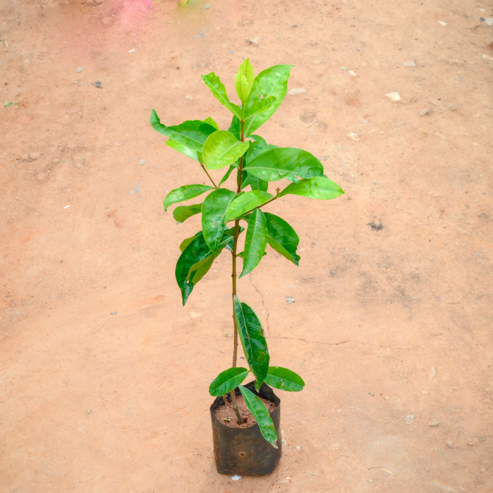 Ixora (Any Colour) in 5 Inch Nursery Bag