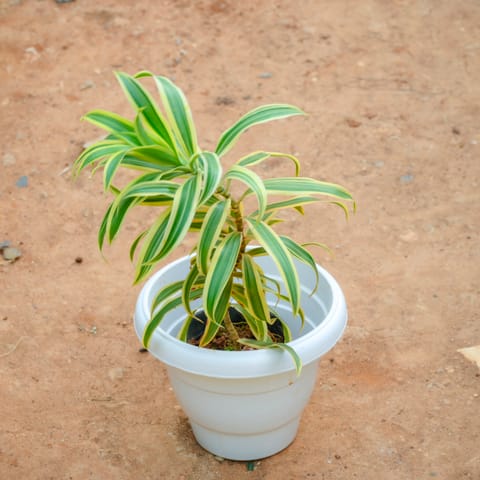 Song Of India in 8 Inch White Classy Plastic Pot