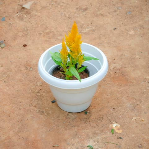 Celosia / Cockscomb Yellow in 8 Inch White Classy Plastic Pot