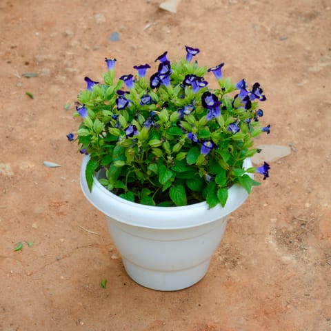 Torenia / Wishbone Blue in 8 Inch White Classy Plastic Pot