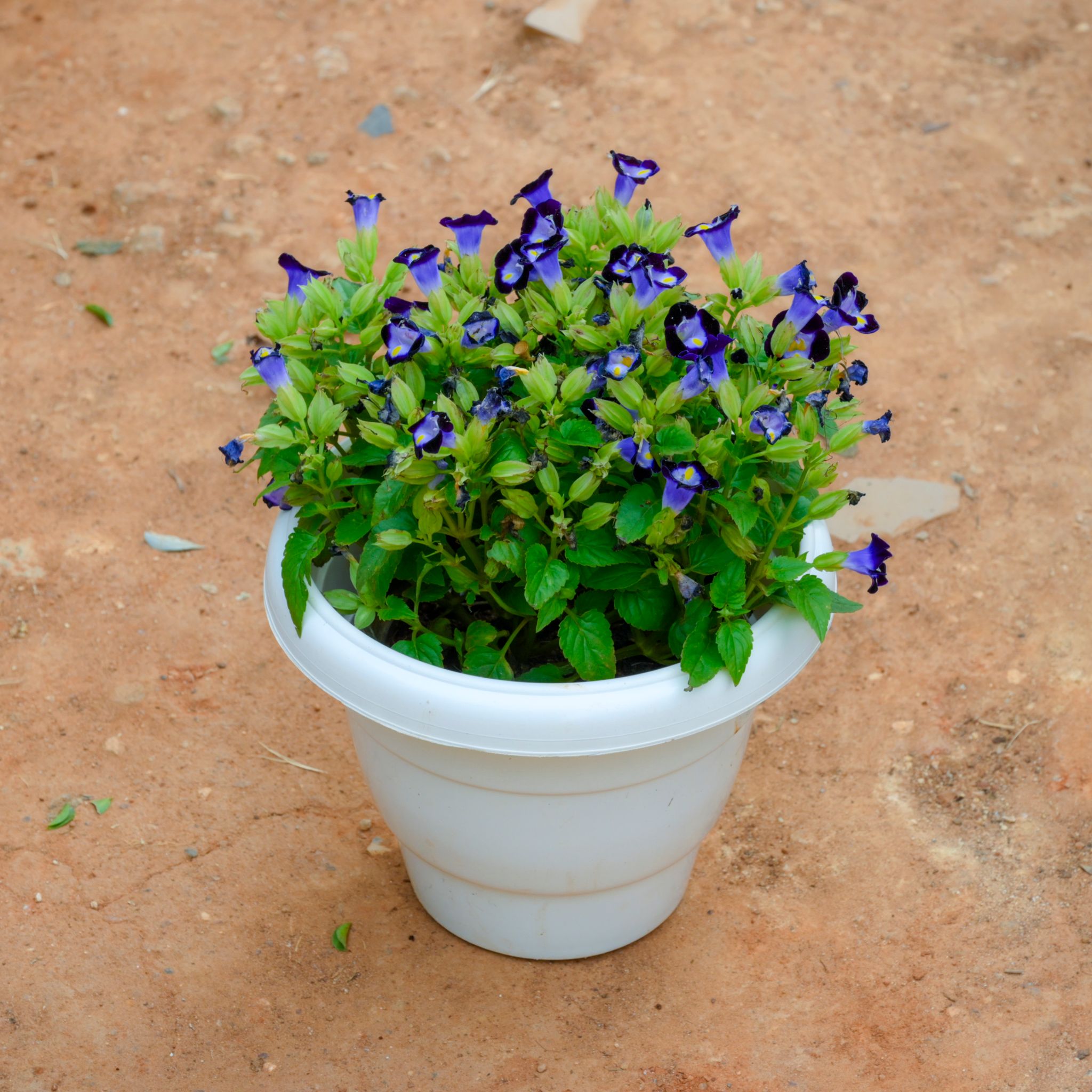 Torenia / Wishbone Blue in 8 Inch White Classy Plastic Pot