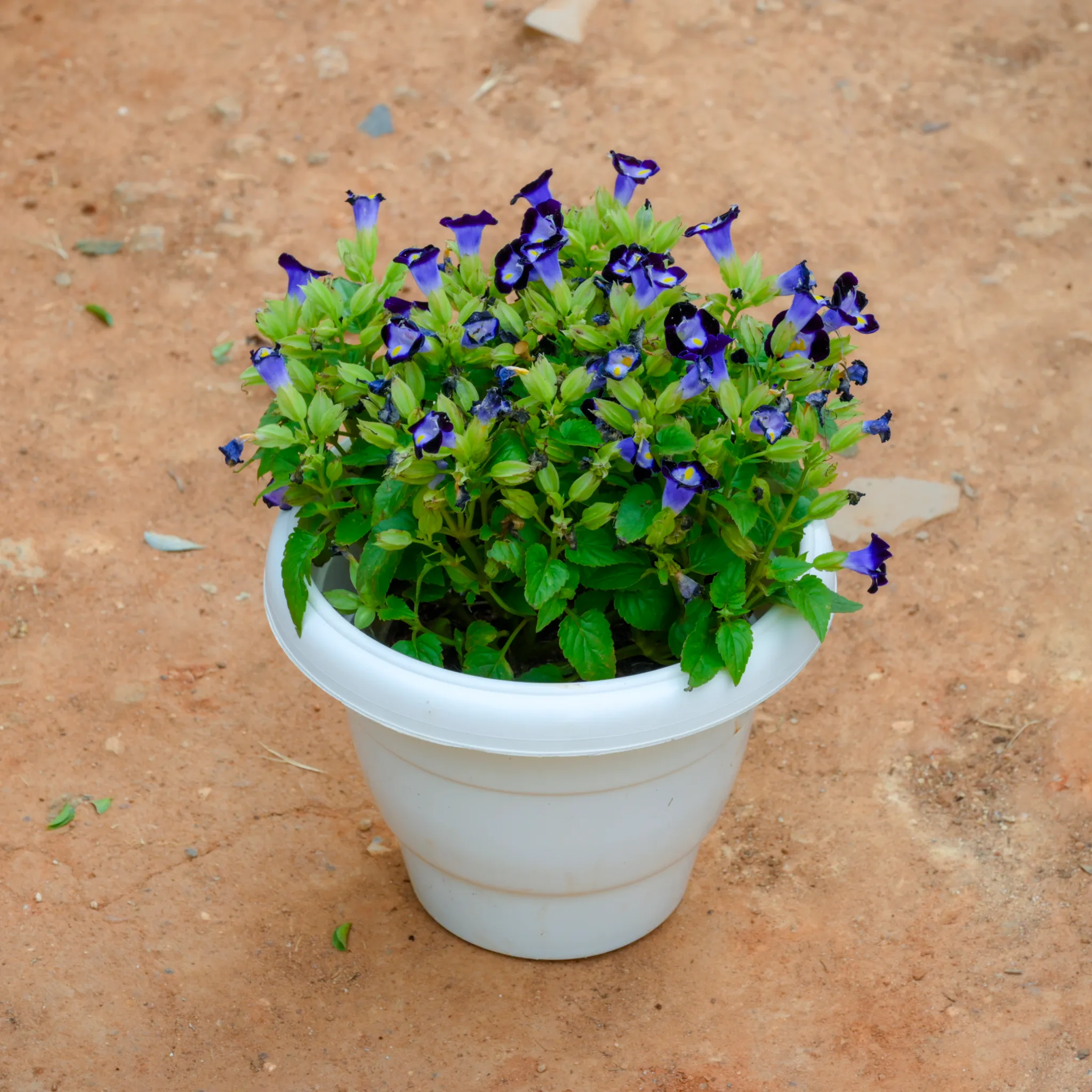 Torenia / Wishbone Blue in 8 Inch White Classy Plastic Pot