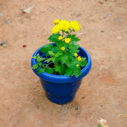 Buy Chrysanthemum / Guldawari / Guldaudi Yellow in 8 Inch Blue Classy Plastic Pot Online | Urvann.com