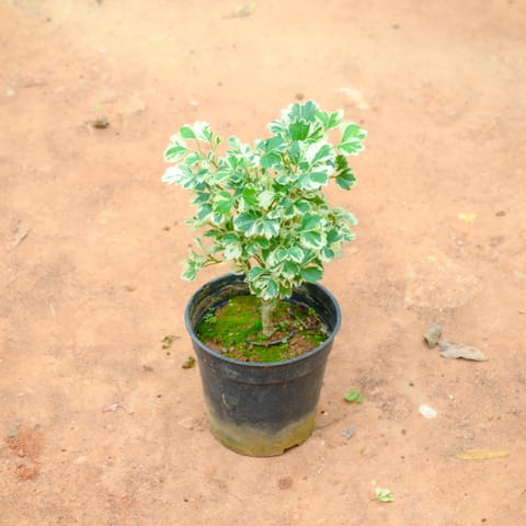 Aralia White in 4 Inch Nursery Pot