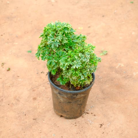 Aralia Green in 4 Inch Nursery Pot