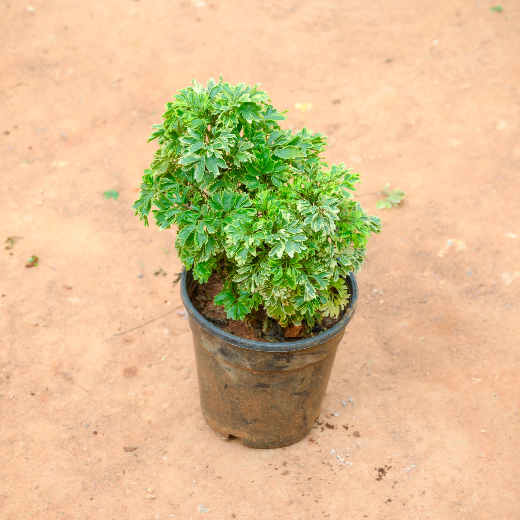 Aralia Green in 4 Inch Nursery Pot