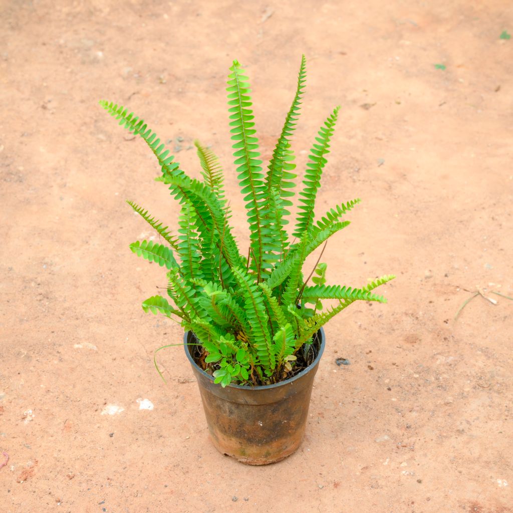 Buy Boston Fern Plant in 4 Inch Nursery Pot Online | Urvann.com Boston Fern Plant in 4 Inch Nursery Pot