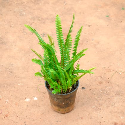 Buy Boston Fern Plant in 4 Inch Nursery Pot Online | Urvann.com