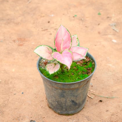 Buy Aglaonema Red Ruby in 5 Inch Nursery Pot Online | Urvann.com