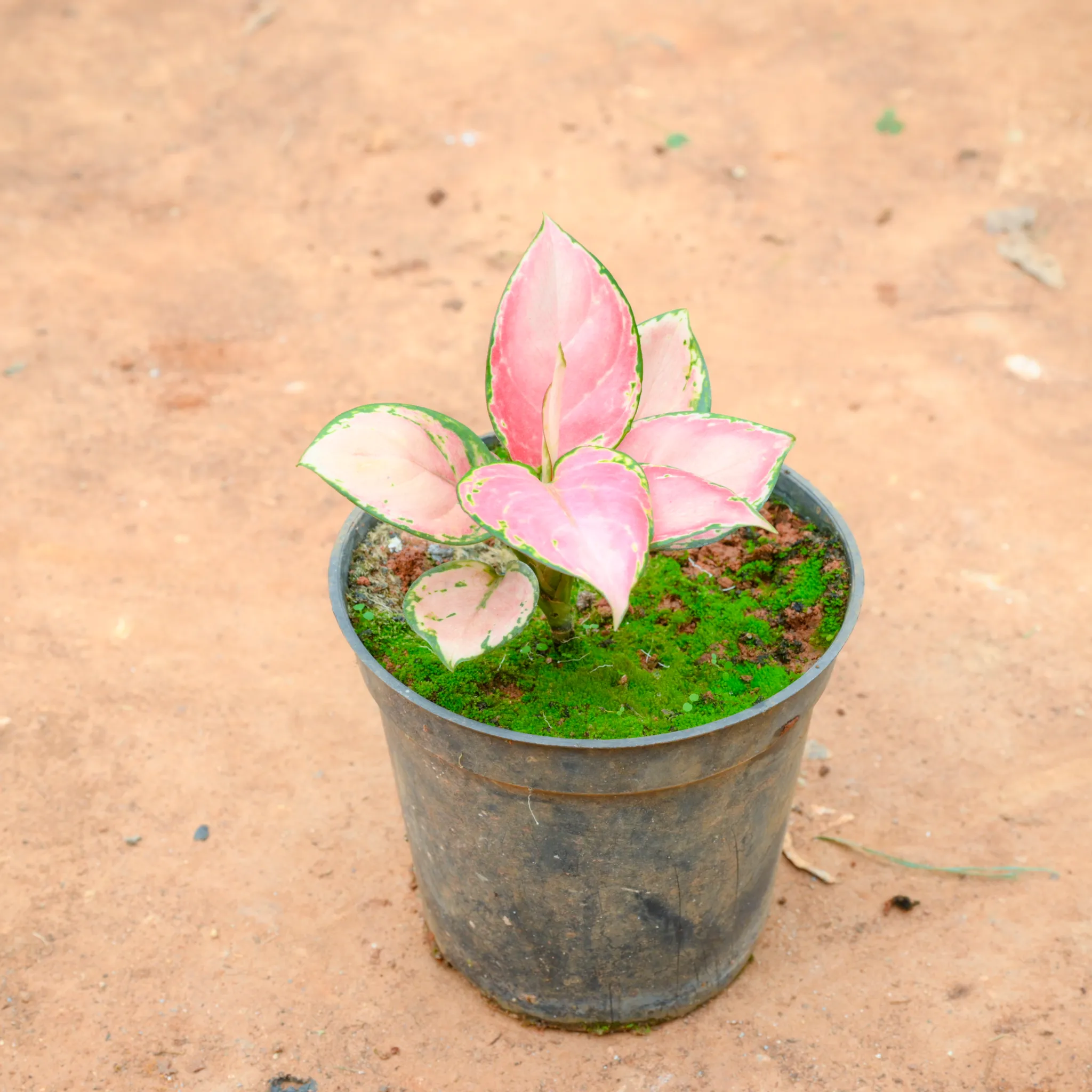 Aglaonema Red Ruby in 5 Inch Nursery Pot