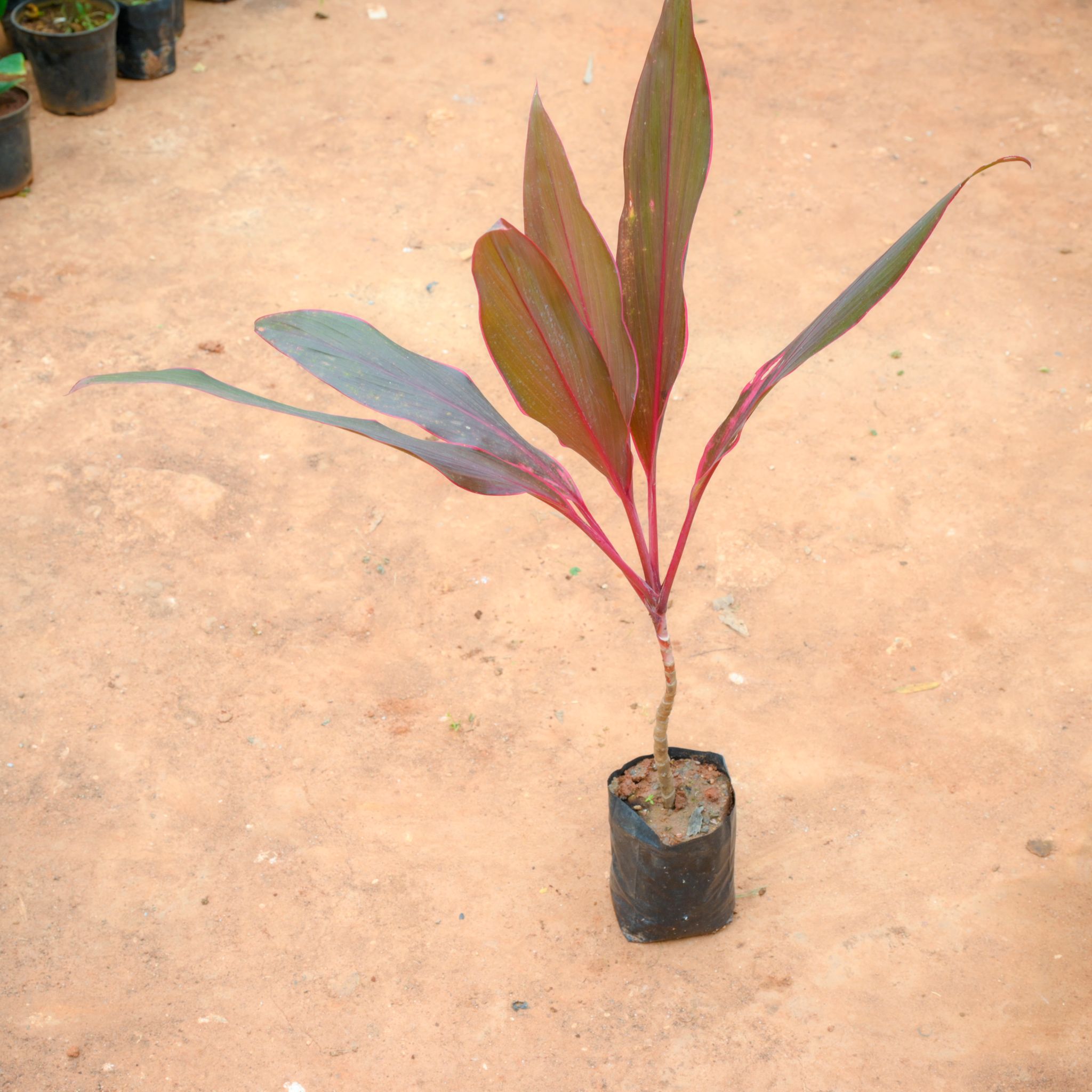 Dracaena Mahatma in 4 Inch Nursery Bag
