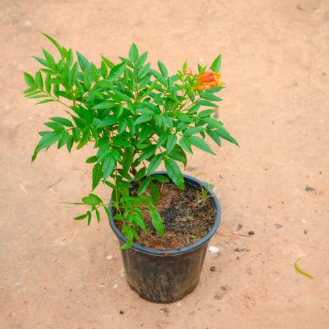 Tecoma Orange in 5 Inch Live Plant Nursery Pot