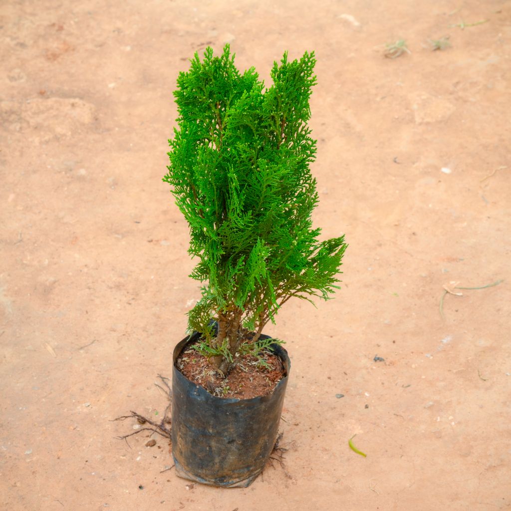 Buy Morpankhi Thuja (~ 1 Ft) in 6 Inch Nursery Bag Online | Urvann.com Morpankhi Thuja (~ 1 Ft) in 6 Inch Nursery Bag