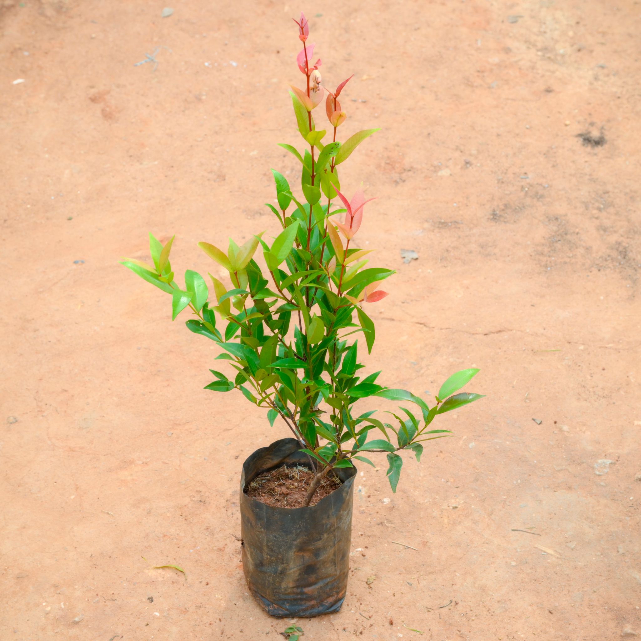 Eugenia Plant in 4 Inch Nursery Bag